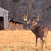 Bucks, Deer Nutrition, Deer Mineral